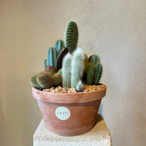 Terra Cotta Kaktüs Mix