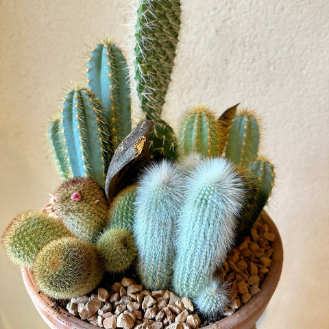 Terra Cotta Kaktüs Mix