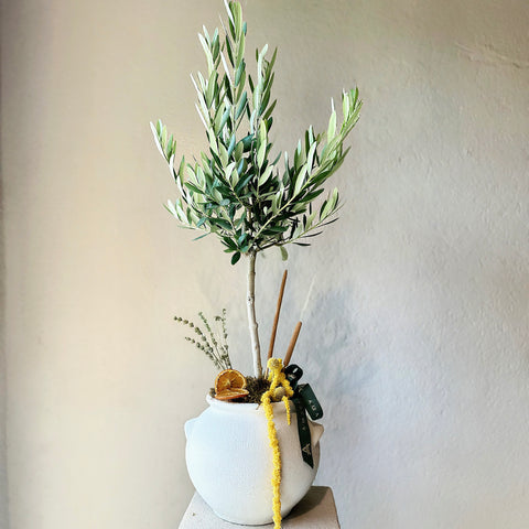 Minimal Olive Grace Saksıda Zeytin