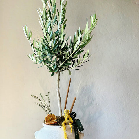 Minimal Olive Grace Saksıda Zeytin
