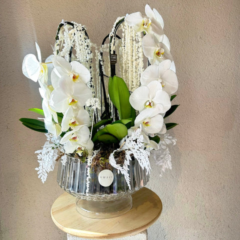 Pearl Orchid Premium Özel Beyaz Orkide