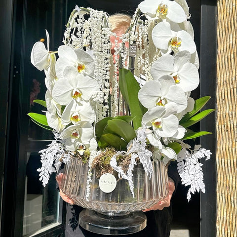 Pearl Orchid Premium Özel Beyaz Orkide