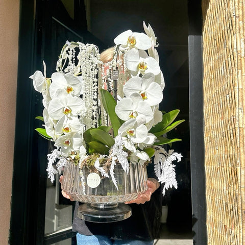 Pearl Orchid Premium Özel Beyaz Orkide