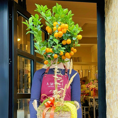 Sepette Midi Mandalina Ağacı