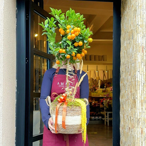 Sepette Midi Mandalina Ağacı