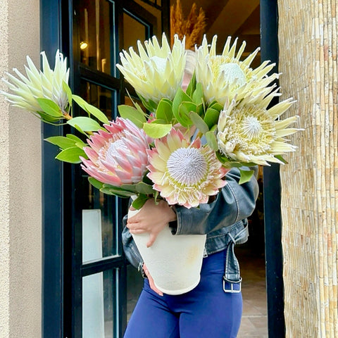 White Protea Luxe Vazoda Aranjman