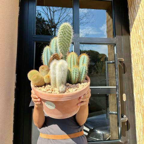 Terra Cotta Kaktüs Mix
