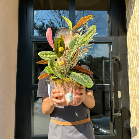 Dekoratif Saksıda Calathea( Dua Çiçeği)