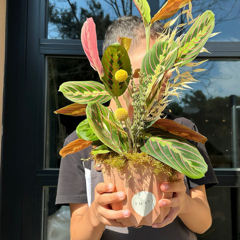 Dekoratif Saksıda Calathea( Dua Çiçeği)