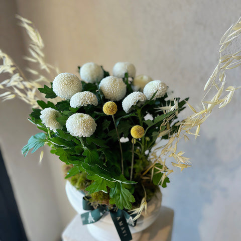 White Elegance Dekoratif Beyaz Saksıda Krizantem