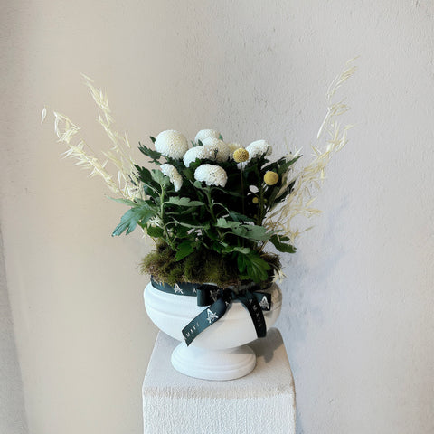 White Elegance Dekoratif Beyaz Saksıda Krizantem