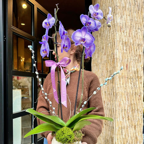 Premium Purple 2 Branch Orchid
