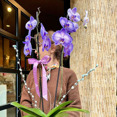 Premium Purple 2 Branch Orchid