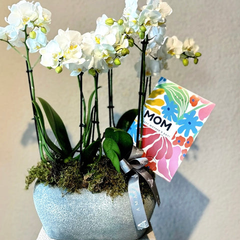Special White Midi Orchid for Mother's Day
