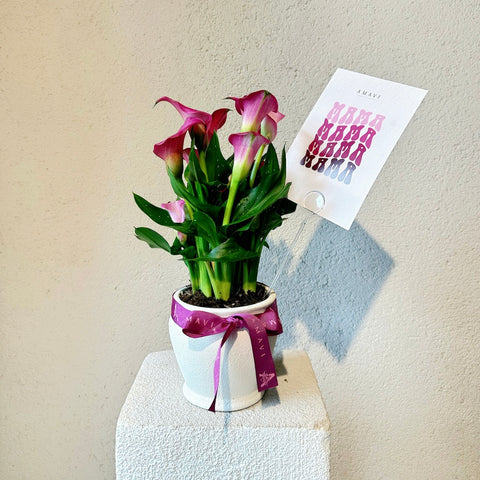 Mom For You – Calla Lillies (Gala Çiçeği)