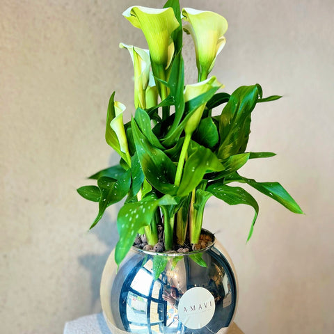 White Gala in Silver Glass Vase