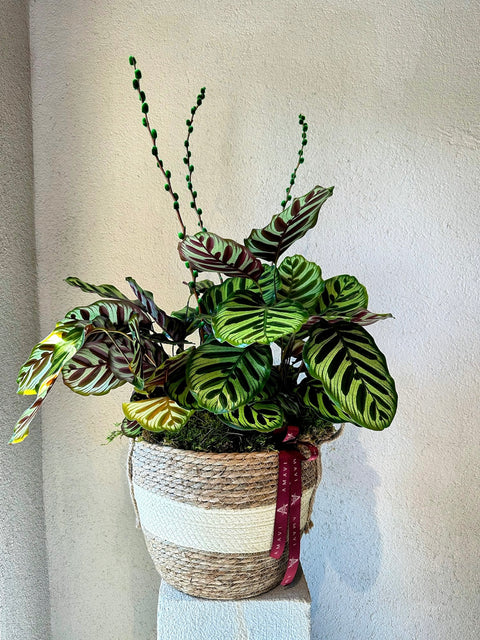 Sepette Dua Çiçeği (Calathea)