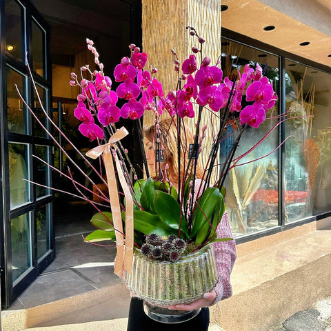 Fuchsia Dream Deluxe 6 Dallı Fuşya Orkide