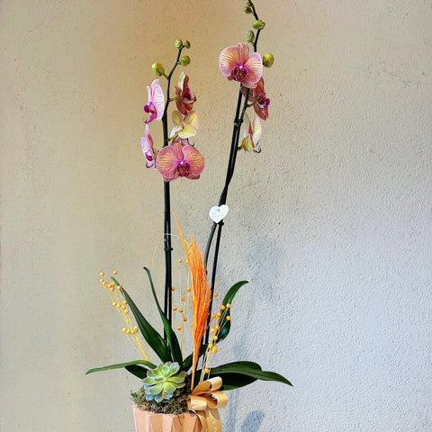 Salmon Orchid in 2 Branch Premium Concrete Pot