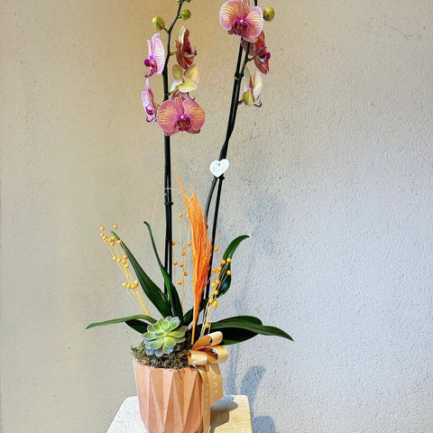 Salmon Orchid in 2 Branch Premium Concrete Pot