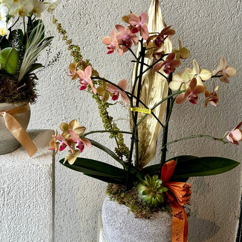 Premium Midi Orchid