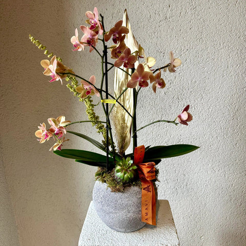 Premium Midi Orchid