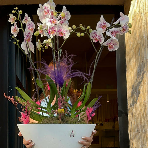 4 Branch Premium Spotted Orchid