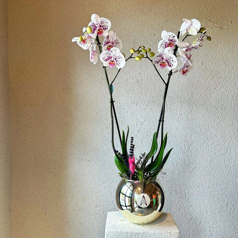 Pink Spotted Premium Vase with 2 Branched Orchids