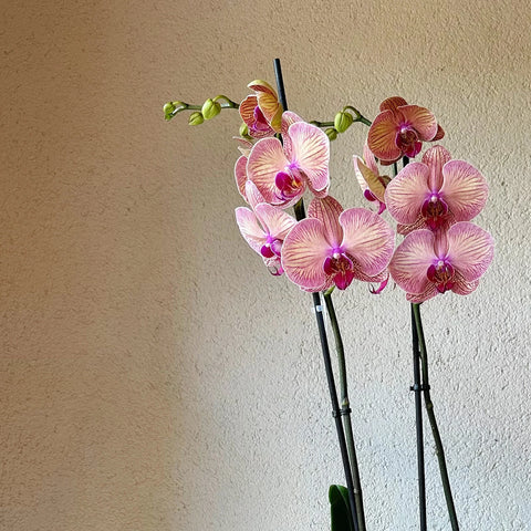 Special Orchid in 2 Branch Premium Gold Vase