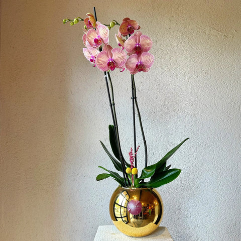 Special Orchid in 2 Branch Premium Gold Vase