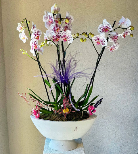4 Branch Premium Spotted Orchid