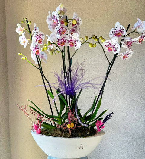 4 Branch Premium Spotted Orchid