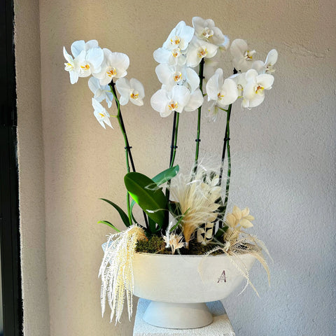 4 Branched Orchid in White Concrete Vase