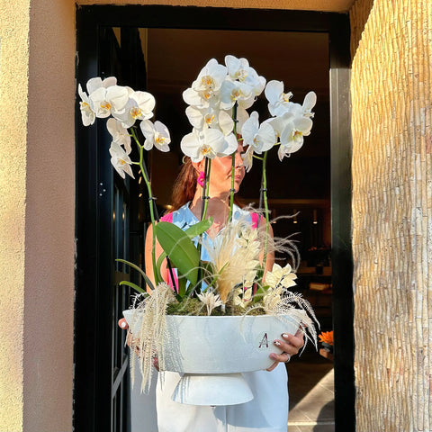 4 Branched Orchid in White Concrete Vase