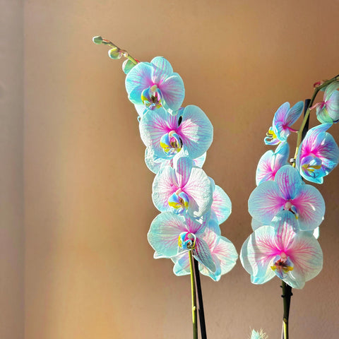 Magical Premium Blue Pink Orchid