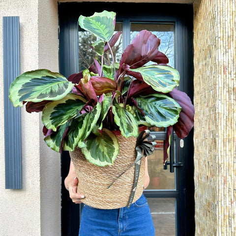 Calathea in the Basket