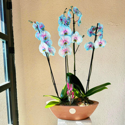 Magical Premium 4 Branch Blue Orchid