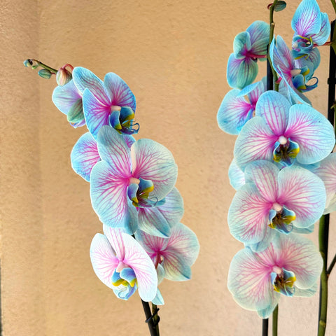 Magical Premium 4 Branch Blue Orchid