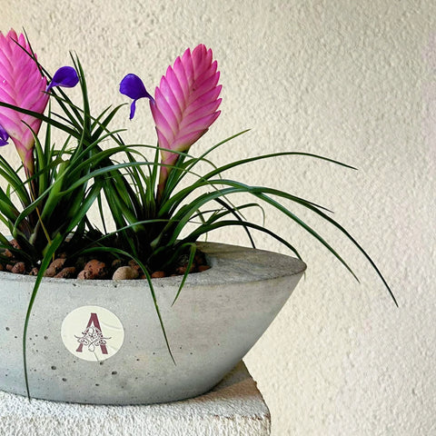 Beton Saksıda 2'li Tillandsia (Hava Bitkisi)