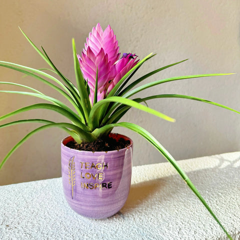 Happy Teachers Day 2-Piece FGI Air Plant and Succulent Mug Set