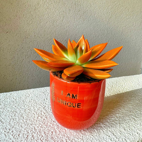 Happy Teachers Day 2-Piece FGI Air Plant and Succulent Mug Set