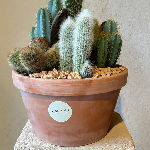 Terra Cotta Kaktüs Mix