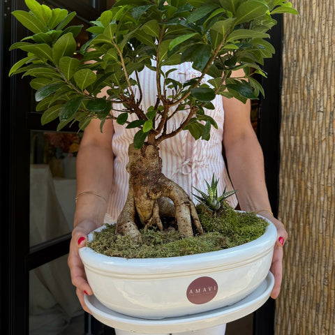 Evergreen Bonsai