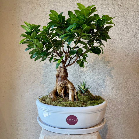 Evergreen Bonsai