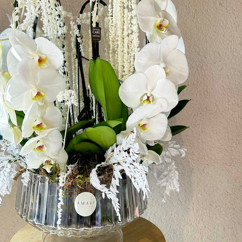 Pearl Orchid Premium Özel Beyaz Orkide