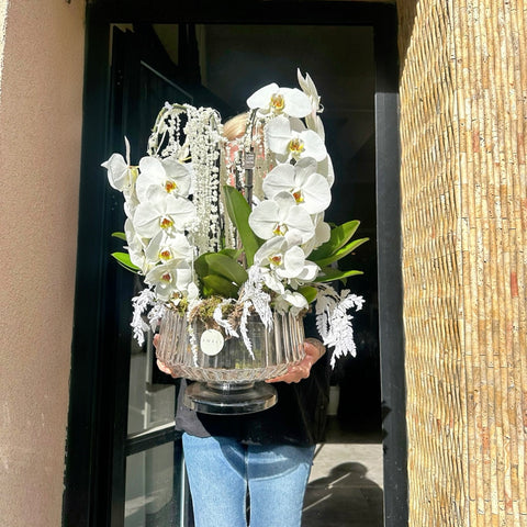 Pearl Orchid Premium Özel Beyaz Orkide