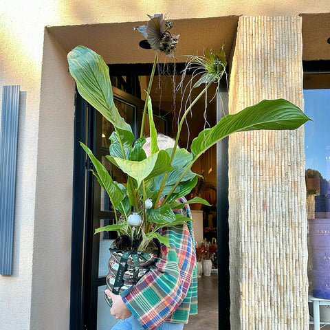 Black Bloom Tacca Bitkisi