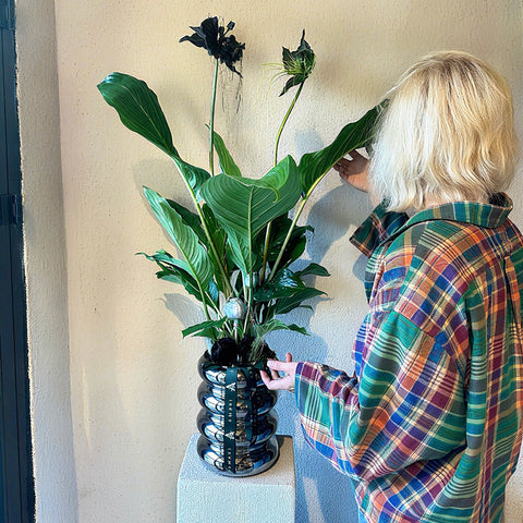 Black Bloom Tacca Bitkisi