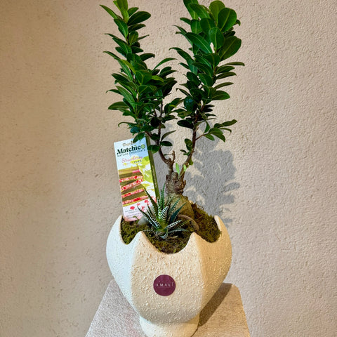 Matcha Garden Bonsai & Çikolata Aranjmanı