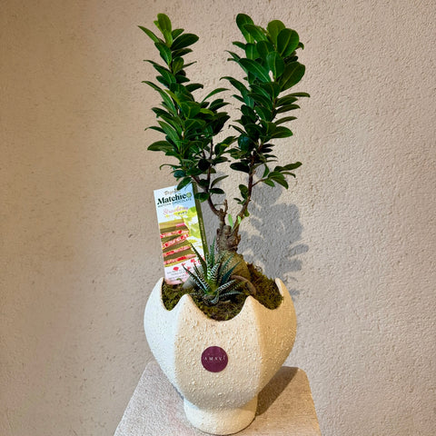 Matcha Garden Bonsai & Çikolata Aranjmanı